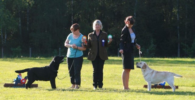 Luige Labrador Specialty 17.08.2012