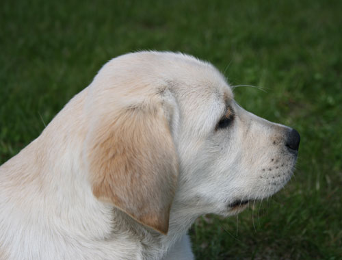 My Brand Esquire at the age of 3 months