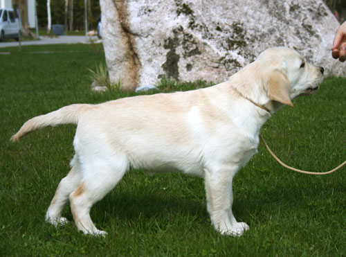 My Brand Esquire at the age of 3 months