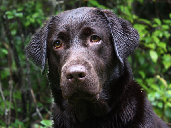 My Brand Beatrice - 10-kuune