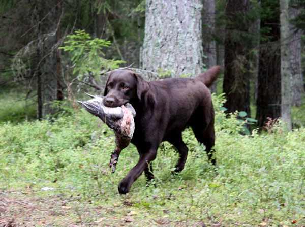 My Brand Beatrice - 10-kuune