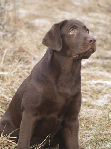 My Brand Beatrice - 4 months old (photo Helen Tamm)