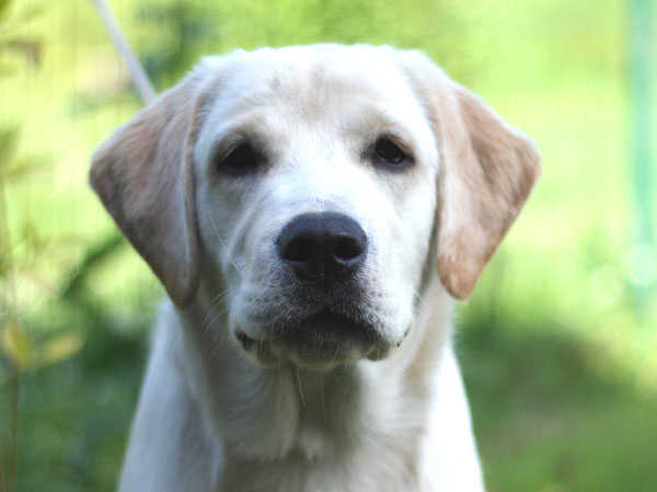 My Brand Esquire at the age of 5 months