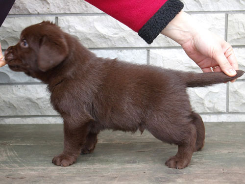5 weeks old My Brand Indiana Jonez