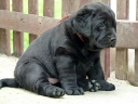 Lulaby Baby Malmesbury Optimus Canis at the age of 7 weeks