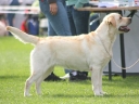 My Brand Edelweiss (18 months old, at the Estonian Winner show)