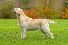 My Brand Golden Dream "Roxi" at the age of 3,5 years. Photo by My Brand Labradors.