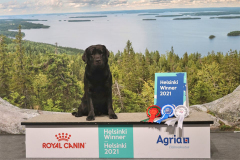 My Brand Night To Remember at the Helsinki Winner 2021 dog show
