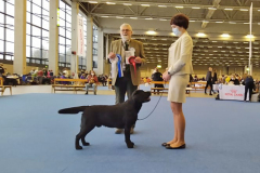 My Brand Night To Remember at the Helsinki Winner 2021 dog show
