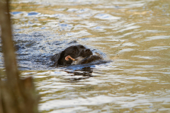 My Brand San Antonio "Antonio"