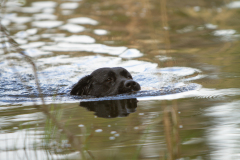 My Brand San Antonio "Antonio"