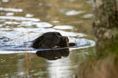 My Brand San Antonio "Antonio"