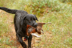 My Brand San Antonio "Antonio"