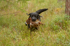 My Brand San Antonio "Antonio"