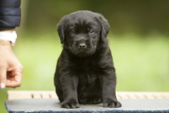 My Brand San Antonio "Antonio"