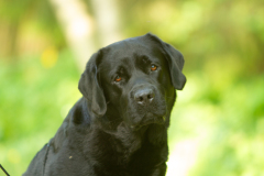 My Brand San Antonio "Antonio"