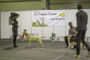 At the all-breed national dog show in Tartu 10.01.2015 Robbie was awarded BIG-2 and BIS-3 JUNIOR awards.