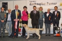 Robbie winning the BEST IN SHOW at the all-breed national dog show in Tartu 11.01.2015. Photo by Jane Jaggo, thank you!
