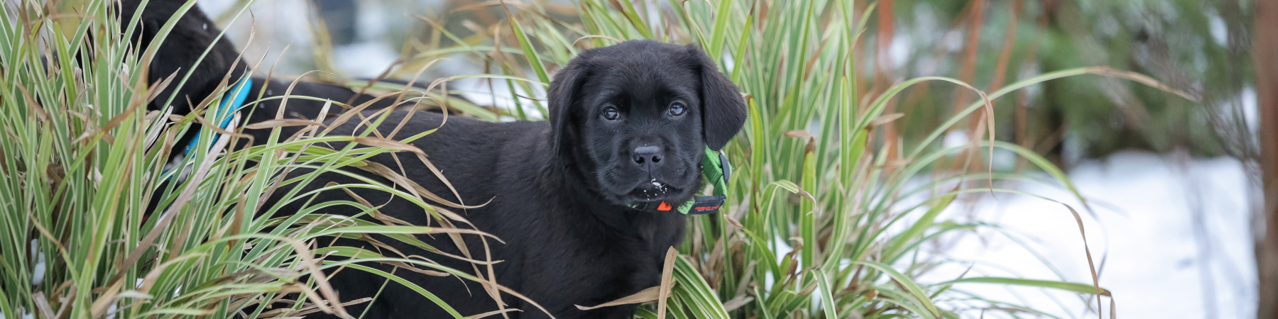 1. MB KUTSIKATE STARDIKOOLITUS (L1)