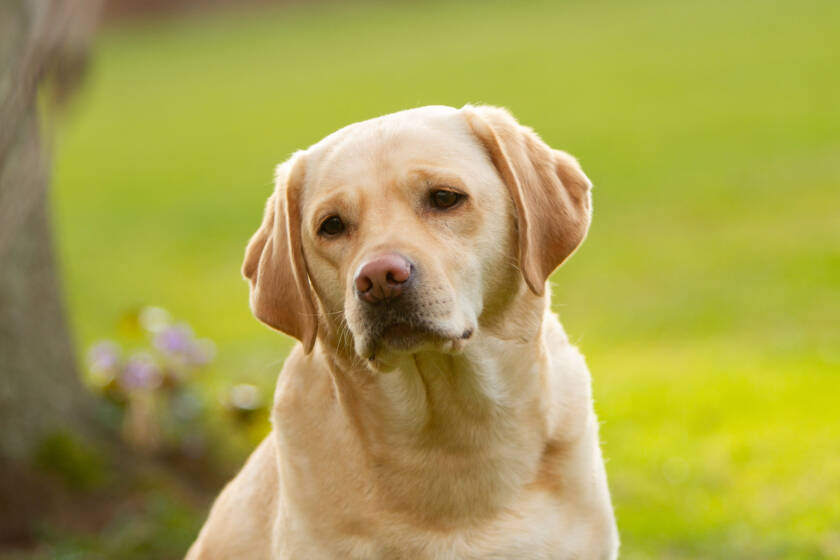 My Brand Perfect Harmony "Sandy"